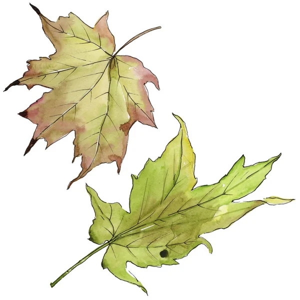 Akçaağaç izole bir suluboya tarzında bırakır. Aquarelle yaprak için arka plan, doku, sarıcı desen, çerçeve veya kenarlık.