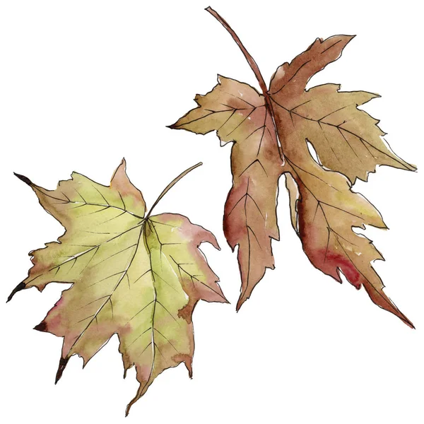 Akçaağaç izole bir suluboya tarzında bırakır. Aquarelle yaprak için arka plan, doku, sarıcı desen, çerçeve veya kenarlık.