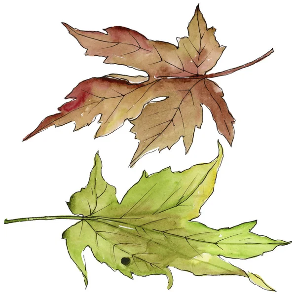 Akçaağaç izole bir suluboya tarzında bırakır. Aquarelle yaprak için arka plan, doku, sarıcı desen, çerçeve veya kenarlık.