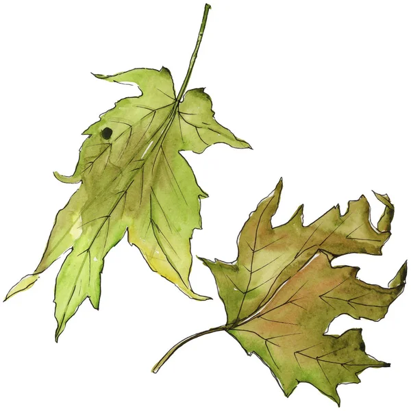 Akçaağaç izole bir suluboya tarzında bırakır. Aquarelle yaprak için arka plan, doku, sarıcı desen, çerçeve veya kenarlık.