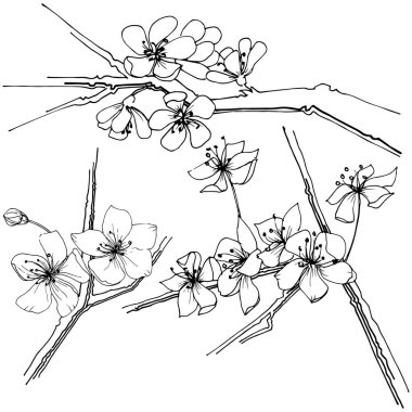 Sakura kır çiçeği izole bir vektör tarzı. Bitki tam adı: sakura. Arka plan, doku, sarıcı desen, çerçeve veya kenarlık için vektör çiçek.