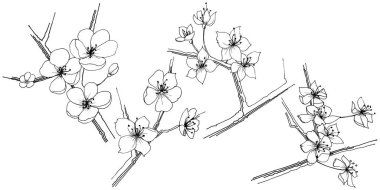 Sakura kır çiçeği izole bir vektör tarzı. Bitki tam adı: sakura. Arka plan, doku, sarıcı desen, çerçeve veya kenarlık için vektör çiçek.