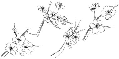 Sakura kır çiçeği izole bir vektör tarzı. Bitki tam adı: sakura. Arka plan, doku, sarıcı desen, çerçeve veya kenarlık için vektör çiçek.