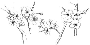 Sakura kır çiçeği izole bir vektör tarzı. Bitki tam adı: sakura. Arka plan, doku, sarıcı desen, çerçeve veya kenarlık için vektör çiçek.