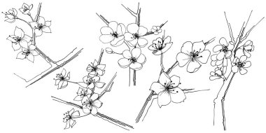 Sakura kır çiçeği izole bir vektör tarzı. Bitki tam adı: sakura. Arka plan, doku, sarıcı desen, çerçeve veya kenarlık için vektör çiçek.