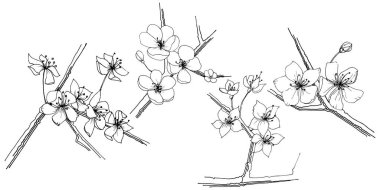 Sakura kır çiçeği izole bir vektör tarzı. Bitki tam adı: sakura. Arka plan, doku, sarıcı desen, çerçeve veya kenarlık için vektör çiçek.