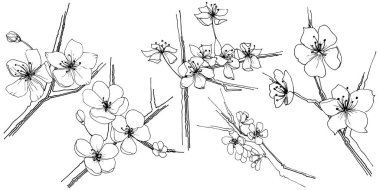 Sakura kır çiçeği izole bir vektör tarzı. Bitki tam adı: sakura. Arka plan, doku, sarıcı desen, çerçeve veya kenarlık için vektör çiçek.