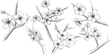 Sakura kır çiçeği izole bir vektör tarzı. Bitki tam adı: sakura. Arka plan, doku, sarıcı desen, çerçeve veya kenarlık için vektör çiçek.