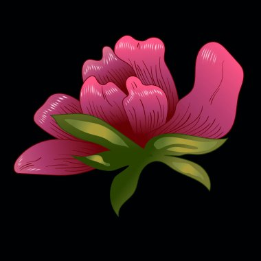 Pembe şakayık çiçeği izole bir vektör tarzı. Bitki tam adı: şakayık. Arka plan, doku, sarıcı desen, çerçeve veya kenarlık için vektör çiçek.