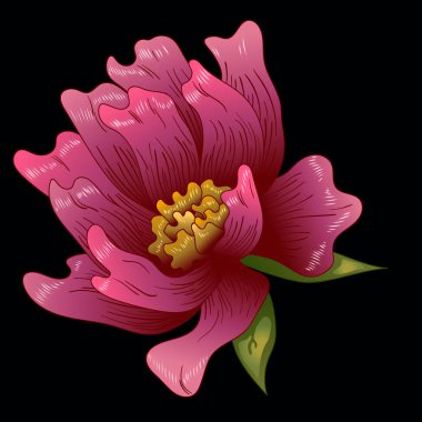 Pembe şakayık çiçeği izole bir vektör tarzı. Bitki tam adı: şakayık. Arka plan, doku, sarıcı desen, çerçeve veya kenarlık için vektör çiçek.