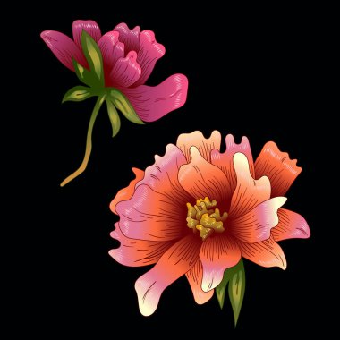 Pembe şakayık çiçeği izole bir vektör tarzı. Bitki tam adı: şakayık. Arka plan, doku, sarıcı desen, çerçeve veya kenarlık için vektör çiçek.