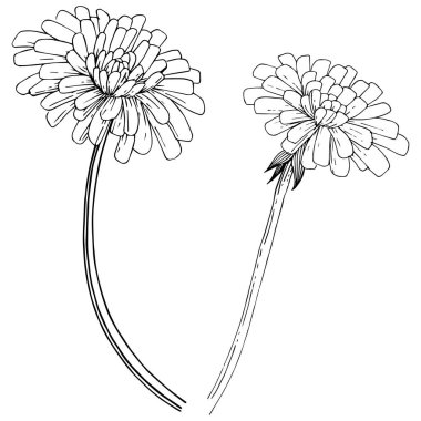 Karahindiba izole bir vektör tarzı. Bitki tam adı: karahindiba. Arka plan, doku, sarıcı desen, çerçeve veya kenarlık için vektör çiçek.