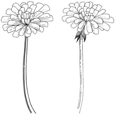 Karahindiba izole bir vektör tarzı. Bitki tam adı: karahindiba. Arka plan, doku, sarıcı desen, çerçeve veya kenarlık için vektör çiçek.