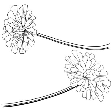 Karahindiba izole bir vektör tarzı. Bitki tam adı: karahindiba. Arka plan, doku, sarıcı desen, çerçeve veya kenarlık için vektör çiçek.