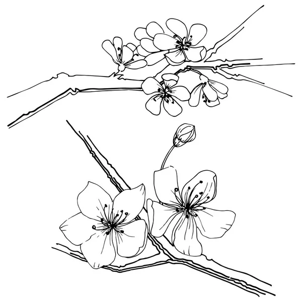 Sakura kır çiçeği izole bir vektör tarzı. Bitki tam adı: sakura. Arka plan, doku, sarıcı desen, çerçeve veya kenarlık için vektör çiçek.