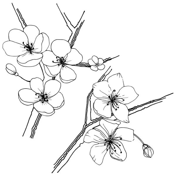 Sakura kır çiçeği izole bir vektör tarzı. Bitki tam adı: sakura. Arka plan, doku, sarıcı desen, çerçeve veya kenarlık için vektör çiçek.