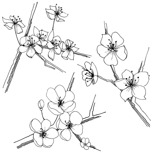 Sakura Wildflower Vektor Stil Isolerade Fullständigt Namn Anläggningen Sakura Vektor — Stock vektor