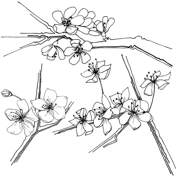 Sakura Wildflower Estilo Vetorial Isolado Nome Completo Planta Sakura Flor — Vetor de Stock