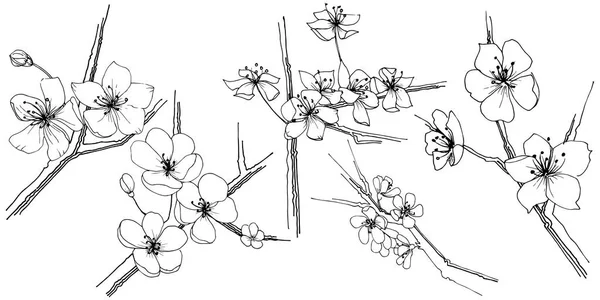 Sakura Fleurs Sauvages Dans Style Vectoriel Isolé Nom Complet Plante — Image vectorielle
