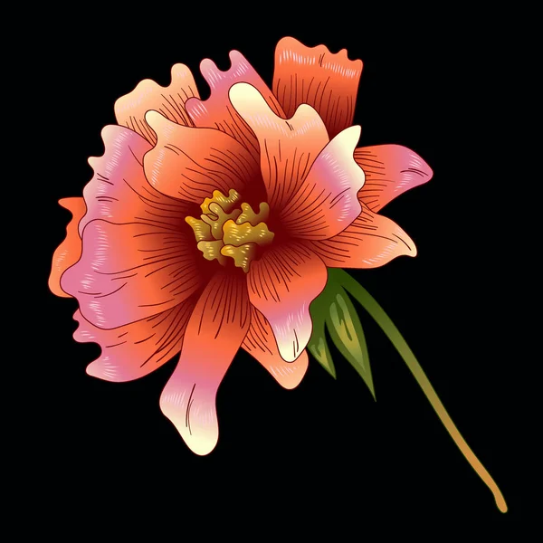 Рожева Квітка Півонії Векторному Стилі Ізольована Повна Назва Рослини Півонія — стоковий вектор