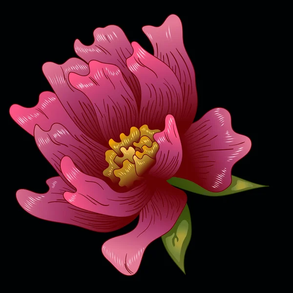 Pembe şakayık çiçeği izole bir vektör tarzı. Bitki tam adı: şakayık. Arka plan, doku, sarıcı desen, çerçeve veya kenarlık için vektör çiçek.