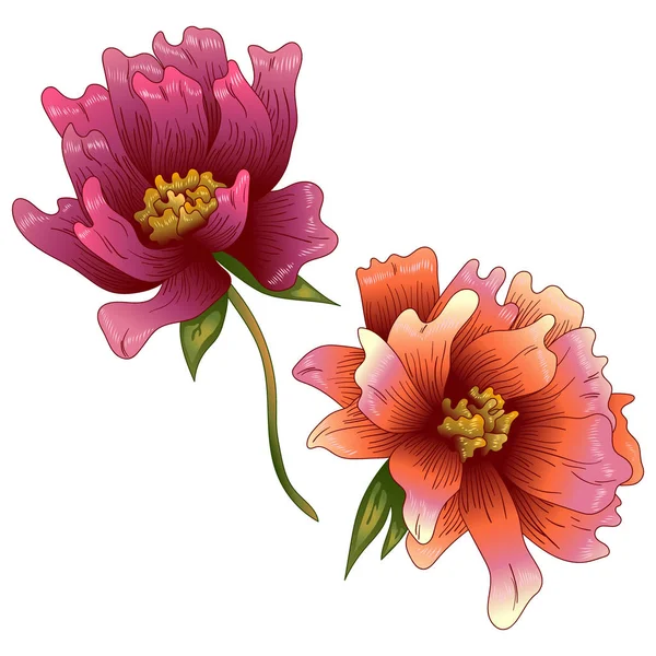 Fleur Pivoine Rose Dans Style Vectoriel Isolé Nom Complet Plante — Image vectorielle