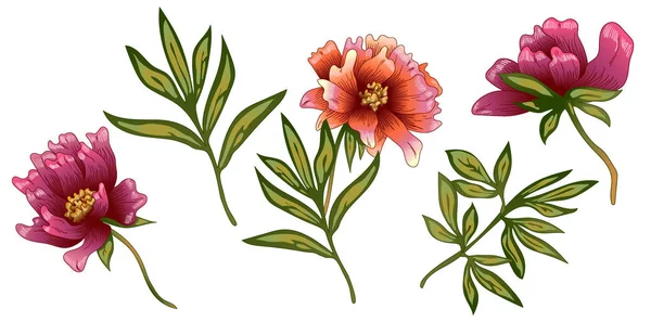 Fleur Pivoine Rose Dans Style Vectoriel Isolé Nom Complet Plante — Image vectorielle