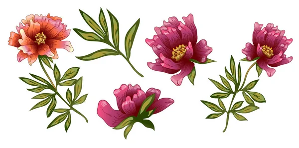 Pembe şakayık çiçeği izole bir vektör tarzı. Bitki tam adı: şakayık. Arka plan, doku, sarıcı desen, çerçeve veya kenarlık için vektör çiçek.