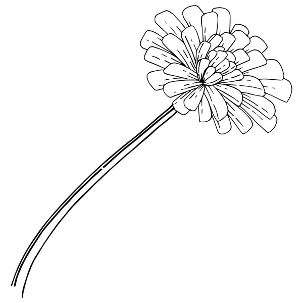 Кульбабаба Векторному Стилі Ізольована Повна Назва Рослини Кульбаба Векторна Квітка — стоковий вектор