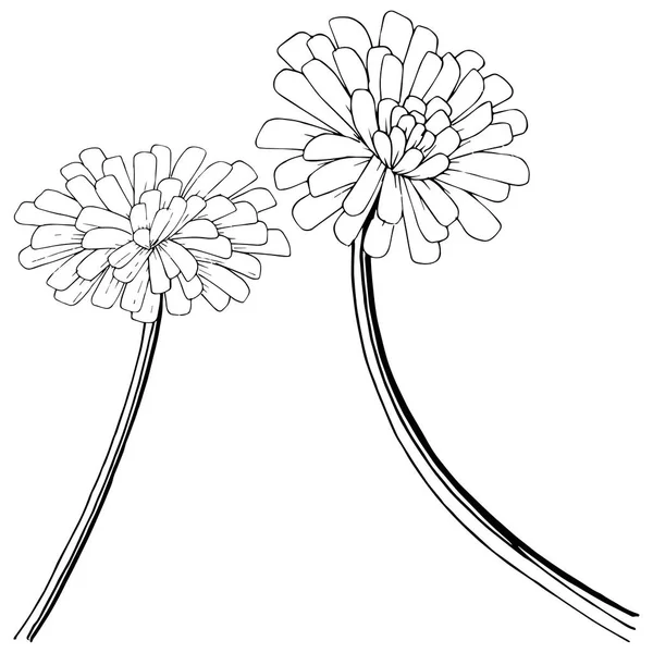 Karahindiba izole bir vektör tarzı. Bitki tam adı: karahindiba. Arka plan, doku, sarıcı desen, çerçeve veya kenarlık için vektör çiçek.