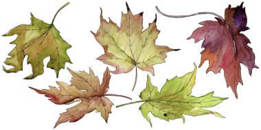 Akçaağaç izole bir suluboya tarzında bırakır. Aquarelle yaprak için arka plan, doku, sarıcı desen, çerçeve veya kenarlık.