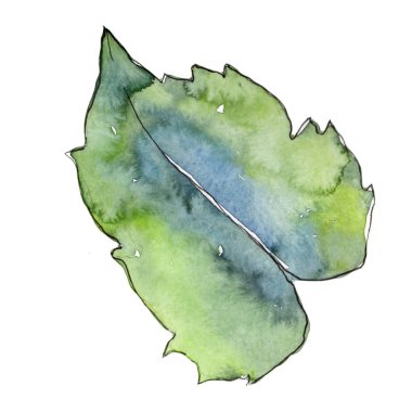 Gardenya. Botanik çiçek. Vahşi bahar yaprak izole kır çiçeği. Arka plan, doku, sarıcı desen, çerçeve veya kenarlık için Aquarelle kır çiçeği.