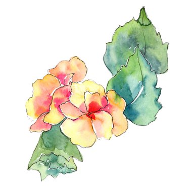 Gardenya. Botanik çiçek. Vahşi bahar yaprak izole kır çiçeği. Arka plan, doku, sarıcı desen, çerçeve veya kenarlık için Aquarelle kır çiçeği.