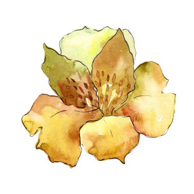 Sarı alstroemeria. Botanik çiçek. Vahşi bahar yaprak izole kır çiçeği. Arka plan, doku, sarıcı desen, çerçeve veya kenarlık için Aquarelle kır çiçeği.