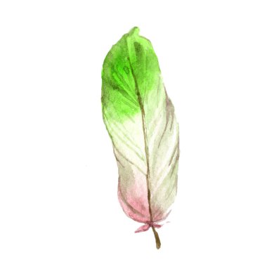 Suluboya kuş tüyü izole Wing. Aquarelle tüy için arka plan, doku, sarıcı desen, çerçeve veya kenarlık.