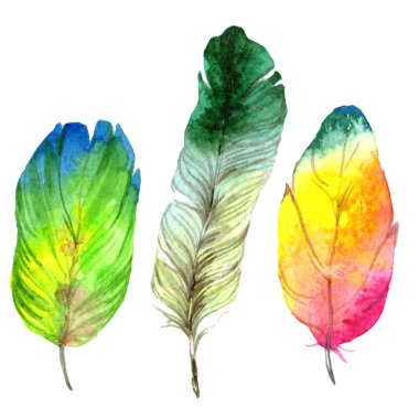 Suluboya kuş tüyü izole Wing. Aquarelle tüy için arka plan, doku, sarıcı desen, çerçeve veya kenarlık.