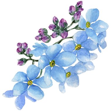 Renkli myosotis. Botanik çiçek. Vahşi bahar yaprak izole kır çiçeği. Arka plan, doku, sarıcı desen, çerçeve veya kenarlık için Aquarelle kır çiçeği.