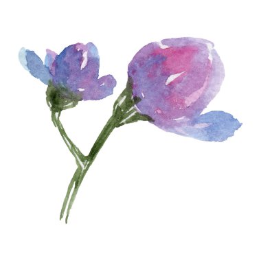 Renkli myosotis. Botanik çiçek. Vahşi bahar yaprak izole kır çiçeği. Arka plan, doku, sarıcı desen, çerçeve veya kenarlık için Aquarelle kır çiçeği.