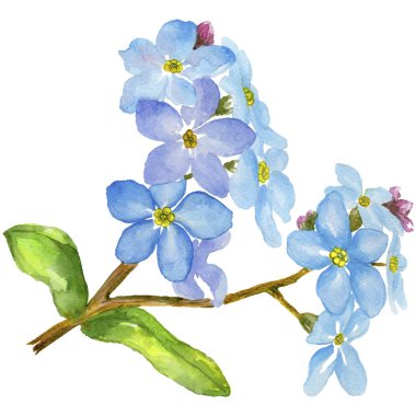 Renkli myosotis. Botanik çiçek. Vahşi bahar yaprak izole kır çiçeği. Arka plan, doku, sarıcı desen, çerçeve veya kenarlık için Aquarelle kır çiçeği.