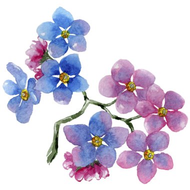 Renkli myosotis. Botanik çiçek. Vahşi bahar yaprak izole kır çiçeği. Arka plan, doku, sarıcı desen, çerçeve veya kenarlık için Aquarelle kır çiçeği.