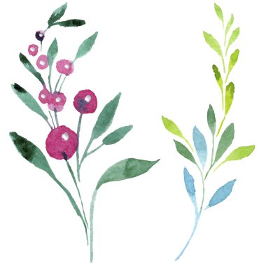 Renkli myosotis. Botanik çiçek. Vahşi bahar yaprak izole kır çiçeği. Arka plan, doku, sarıcı desen, çerçeve veya kenarlık için Aquarelle kır çiçeği.