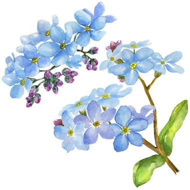 Renkli myosotis. Botanik çiçek. Vahşi bahar yaprak izole kır çiçeği. Arka plan, doku, sarıcı desen, çerçeve veya kenarlık için Aquarelle kır çiçeği.