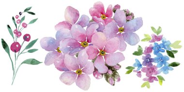 Renkli myosotis. Botanik çiçek. Vahşi bahar yaprak izole kır çiçeği. Arka plan, doku, sarıcı desen, çerçeve veya kenarlık için Aquarelle kır çiçeği.