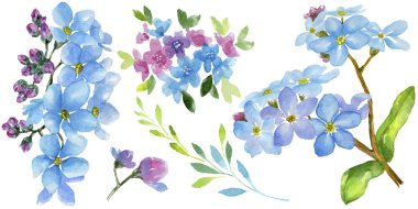Renkli myosotis. Botanik çiçek. Vahşi bahar yaprak izole kır çiçeği. Arka plan, doku, sarıcı desen, çerçeve veya kenarlık için Aquarelle kır çiçeği.