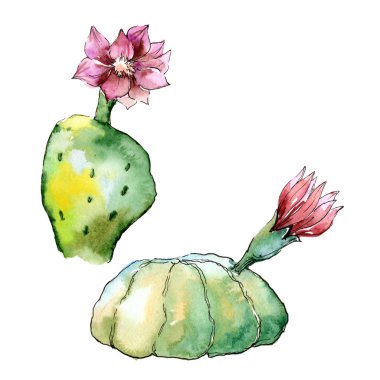 Yeşil tropikal kaktüs. Botanik çiçek. Vahşi bahar yaprak izole kır çiçeği. Arka plan, doku, sarıcı desen, çerçeve veya kenarlık için Aquarelle kır çiçeği.