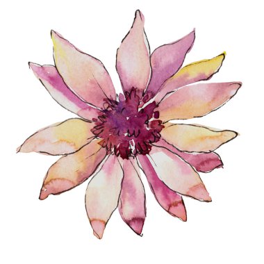 Pembe güller. Botanik çiçek. Vahşi bahar yaprak izole kır çiçeği. Arka plan, doku, sarıcı desen, çerçeve veya kenarlık için Aquarelle kır çiçeği.