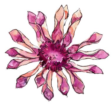 Mor güller. Botanik çiçek. Vahşi bahar yaprak izole kır çiçeği. Arka plan, doku, sarıcı desen, çerçeve veya kenarlık için Aquarelle kır çiçeği.