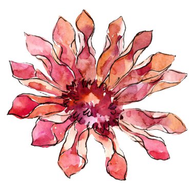 Kırmızı güller. Botanik çiçek. Vahşi bahar yaprak izole kır çiçeği. Arka plan, doku, sarıcı desen, çerçeve veya kenarlık için Aquarelle kır çiçeği.