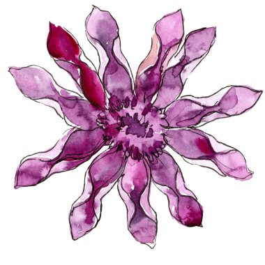 Mor güller. Botanik çiçek. Vahşi bahar yaprak izole kır çiçeği. Arka plan, doku, sarıcı desen, çerçeve veya kenarlık için Aquarelle kır çiçeği.