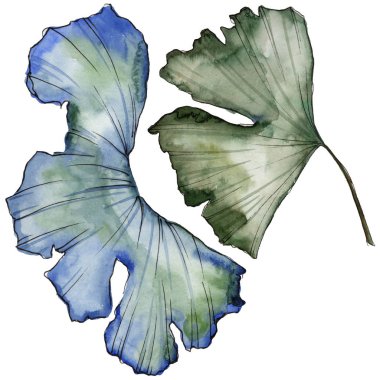 Ginkgo izole bir suluboya tarzında bırakır. Aquarelle yaprak için arka plan, doku, sarıcı desen, çerçeve veya kenarlık.
